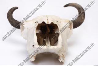 animal skull 0025